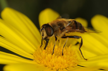 Sirfidae - eristalis tenax