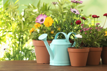 Fototapeta na wymiar Potted blooming flowers and watering can on wooden table, space for text. Home gardening