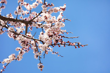 Closeup view of blossoming apricot tree on sunny day outdoors. Springtime
