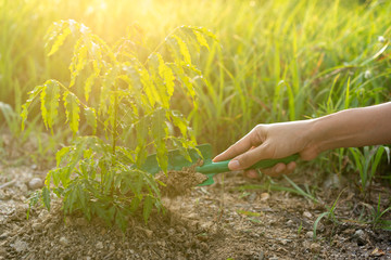 hand is planting tree. Shovel dig soil for growing tree.
