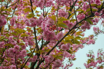 Blooming bright purple spring cherry trees.