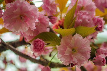 Fototapeta na wymiar Blooming bright purple spring cherry trees.