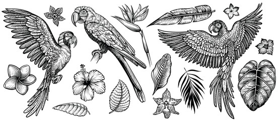 Parrots macaw with tropical flowers and leaves, hand drawn line vector collection. © airmel
