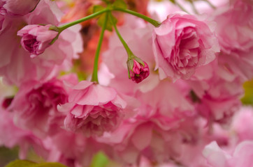 Blooming bright purple spring cherry trees.