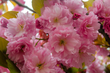 Blooming bright purple spring cherry trees.