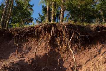 The hill on which the trees grow is washed away by water. The roots of the trees bare and protrude from the ground