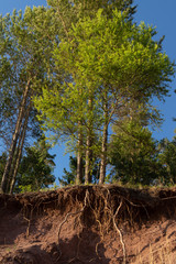 The hill on which the trees grow is washed away by water. The roots of the trees bare and protrude from the ground