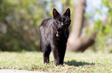 Black cat in the garden