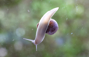 Common garden snail underside view - Ditry glass window © michaklootwijk