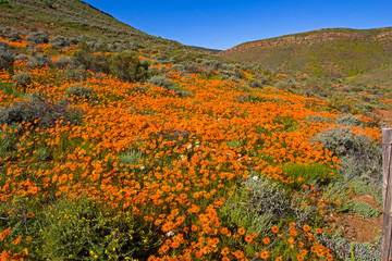 Landscape of orange daisies