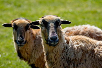 Fototapeta premium Haarschafe von vorne