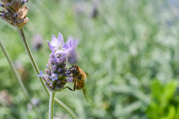 Abeja polinizando en flor de lavanda