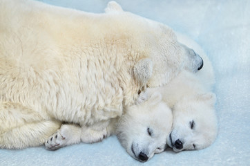 Obraz na płótnie Canvas Polar bear with small cubs sleeping in the snow.