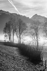 Obraz premium black and white landscape with foggy mountains view. swinzerland. alps.