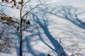 DSC1205D850 Snow with trees and shadows ©2019 Paul Light