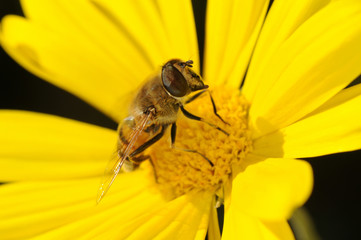 sirfido - eristalis tenax