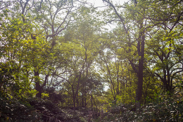 Obraz na płótnie Canvas camino por las sierras tierra arboles bosque