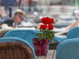 Dark red geranium on the table of terrace, light blue outdoor furniture,blurred background, morning...