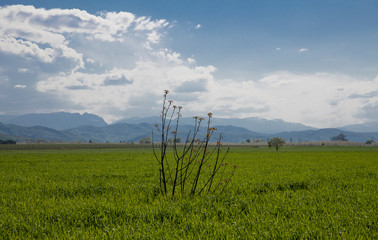 Fototapeta premium green field and blue sky