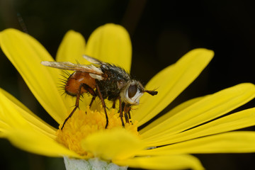 Mosca