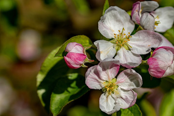 Apfelblüte