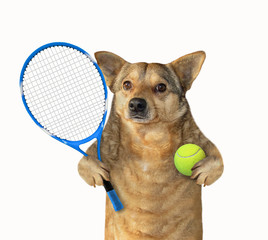 The dog player is holding a tennis racket and a ball. White background. Isolated.