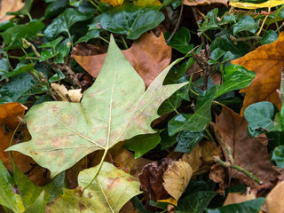Hojas de arbol caduco ( Acer) en otoño