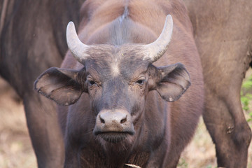 buffle en Afrique du sud