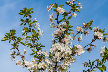 spring white blossom against blue sky. cherry blossom flower full bloom in blue sky spring season