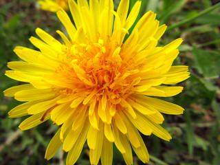 Dandelion flower Taraxacum officinale blossom in spring. Yellow medicinal plant in naturist medicine. Macro detail. Closeup.