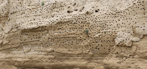 Colony of swallows,  Sand Martin breeding ( riparia riparia )