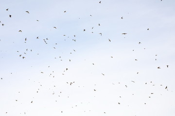 Flock of birds swallows Sand Martin  