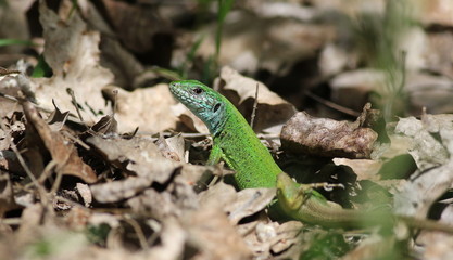 European green lizard on dry foliage, Lacerta viridis