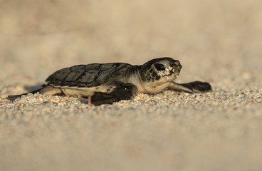 Baby Green Sea Turtle