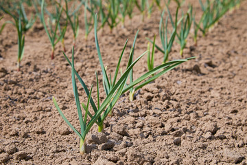 Young green garlic growing in the garden. Spring harvest. Rows in the ground