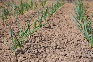 Young green garlic growing in the garden. Spring harvest. Rows in the ground