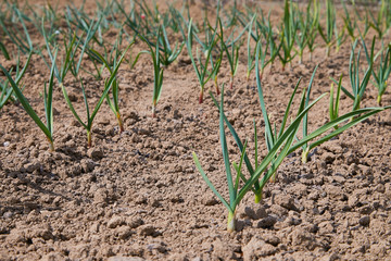 Young green garlic growing in the garden. Spring harvest. Rows in the ground