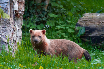 chien des buissons dans un parc