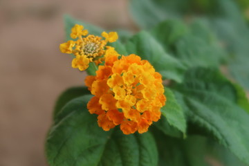 yellow flower