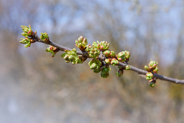 Branch of cherry tree with swollen buds. Young green kidneys begin to develop  on a cherry tree in early spring