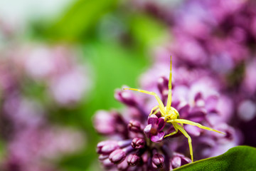Thomisus onustus / crab spider on lilac