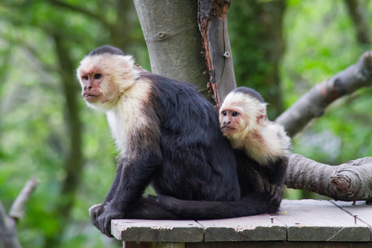 sapajou capucin dans un parc