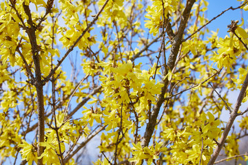 Blooming forsythia in the garden. Spring flowers, close up of golden forsythia flowers