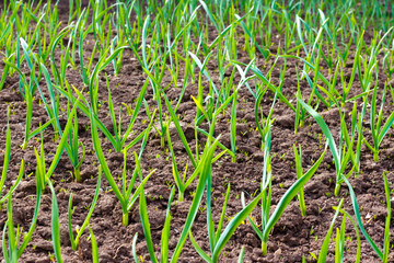 Green sprouts of young garlic sprout in spring
