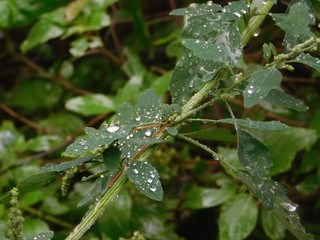 Raindrops on plants