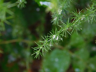 Raindrops on plants