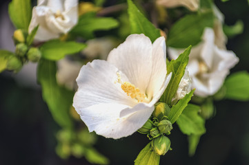 Naklejka na ściany i meble White hibiscus flowers with leaves close-up in natural light