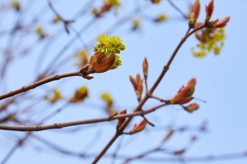 Blooming branches of the maple tree. Spring blossom.