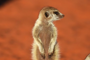 Fototapeta premium wachsames Erdmännchen (suricata suricatta) in der Kalahari in Namibia