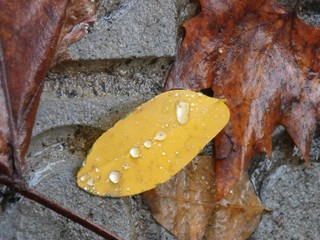 Raindrops on fallen leaves